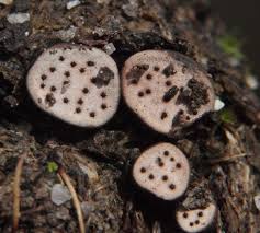 Attēlu rezultāti vaicājumam “Poronia punctata”