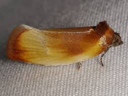 Attēlu rezultāti vaicājumam “Eulia ministrana”