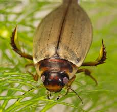 Attēlu rezultāti vaicājumam “Rhantus frontalis”