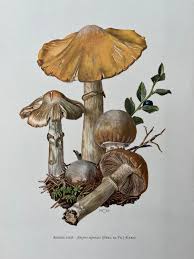 Attēlu rezultāti vaicājumam “Rozites caperata”