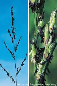 Attēlu rezultāti vaicājumam “Molinia caerulea leaf”