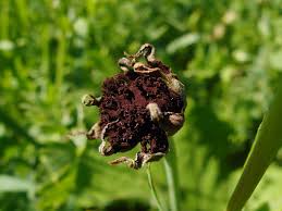 Attēlu rezultāti vaicājumam “Microbotryum tragopogonis - pratensis”