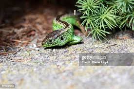 Attēlu rezultāti vaicājumam “Lacerta agilis male”