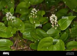 Attēlu rezultāti vaicājumam “Maianthemum bifolium flower”