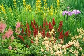 Image result for Astilbe