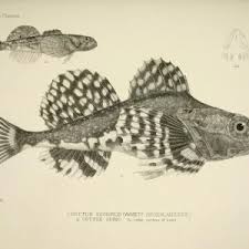 Image result for Myoxocephalus scorpioides