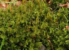 Attēlu rezultāti vaicājumam “Bryales”