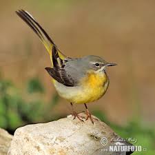 Attēlu rezultāti vaicājumam “Motacilla cinerea”