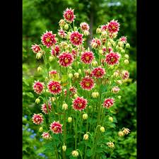 Image result for Aquilegia vulgaris `Nora Barlow`