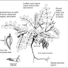 Attēlu rezultāti vaicājumam “Eriophorum gracile leaf”