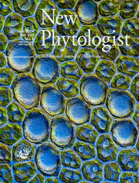 Attēlu rezultāti vaicājumam “Frullania fragilifolia”