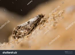 Attēlu rezultāti vaicājumam “Nemapogon cloacella”