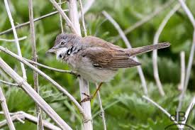 Attēlu rezultāti vaicājumam “Sylvia communis adult”