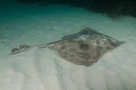 Image result for Dipturus intermedius