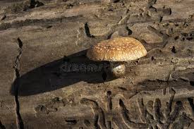 Attēlu rezultāti vaicājumam “Pholiota heteroclita”