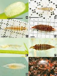 Attēlu rezultāti vaicājumam “Dytiscus sp. larva”