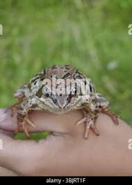 Attēlu rezultāti vaicājumam “Rana temporaria adult”