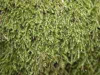 Attēlu rezultāti vaicājumam “Campylium chrysophyllum”