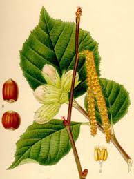 Attēlu rezultāti vaicājumam “Corylus avellana”