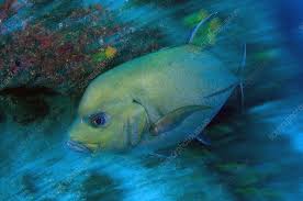 Image result for Caranx lugubris