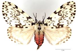 Attēlu rezultāti vaicājumam “Lymantria monacha imago”