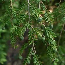 Attēlu rezultāti vaicājumam “Tsuga canadensis”