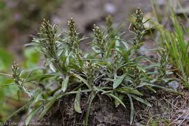 Attēlu rezultāti vaicājumam “Gnaphalium sylvaticum”