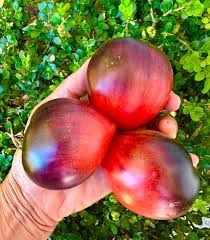 Afbeeldingsresultaat voor erdie family oxheart tomato