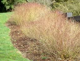 Attēlu rezultāti vaicājumam “Cornus sericea”