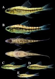 Attēlu rezultāti vaicājumam “Chara intermedia male”