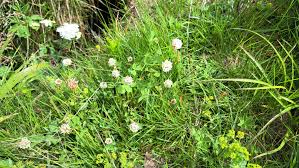 Attēlu rezultāti vaicājumam “Trifolium hybridum”