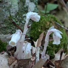 Attēlu rezultāti vaicājumam “Plantago uniflora”