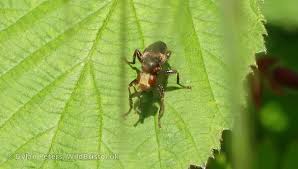 Attēlu rezultāti vaicājumam “Sicus ferrugineus”