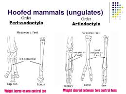 Attēlu rezultāti vaicājumam “Artiodactyla”
