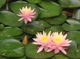 Attēlu rezultāti vaicājumam “Nymphaeaceae”