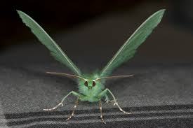 Attēlu rezultāti vaicājumam “Geometra papilionaria”