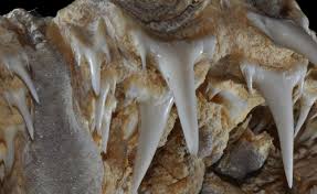 Image result for Odontaspis ferox