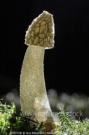 Attēlu rezultāti vaicājumam “Phallus impudicus”