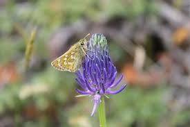 Attēlu rezultāti vaicājumam “Hesperia comma underside”