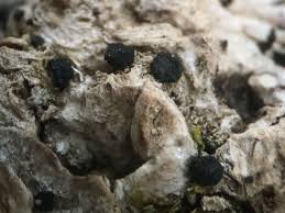 Attēlu rezultāti vaicājumam “Bacidia subincompta”