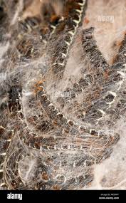 Attēlu rezultāti vaicājumam “Eriogaster lanestris larva”