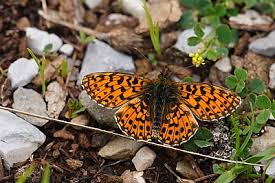 Attēlu rezultāti vaicājumam “Boloria dia upperside”