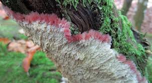 Attēlu rezultāti vaicājumam “Phlebia centrifuga”