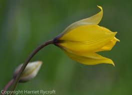 Attēlu rezultāti vaicājumam “Tulipa sylvestris”