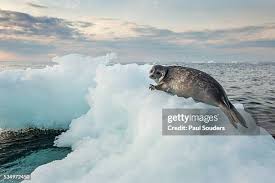 Image result for Pusa hispida