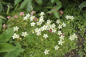 Attēlu rezultāti vaicājumam “Saxifragaceae”