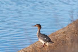 Attēlu rezultāti vaicājumam “Mergus serrator”