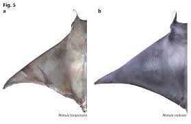 Image result for Mobula tarapacana