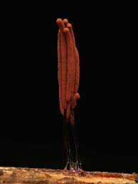 Attēlu rezultāti vaicājumam “Craterium sp.”