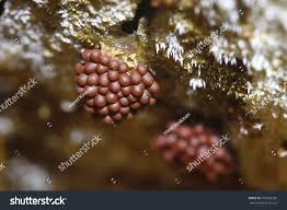 Attēlu rezultāti vaicājumam “Metatrichia sp.”